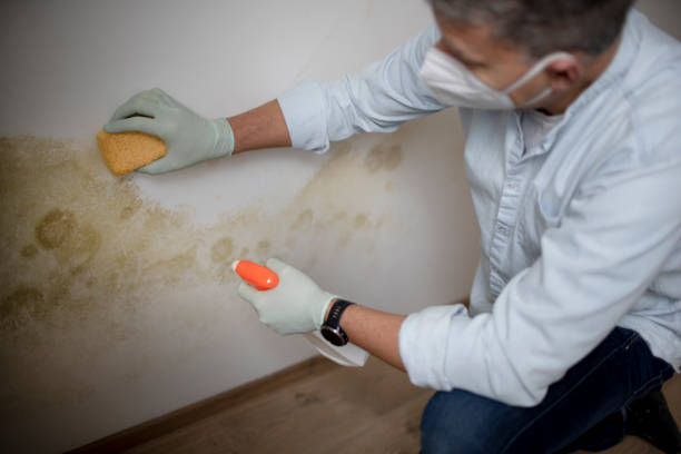 Best Black Mold Removal  in Troy, OH