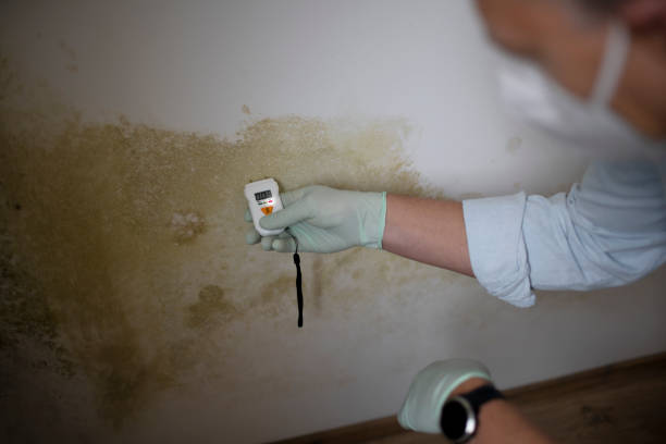 Mold Testing and Removal in Troy, OH