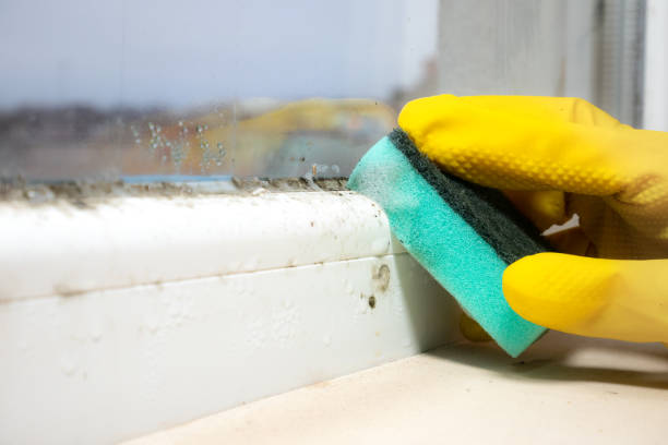 Best Mold Testing and Removal  in Troy, OH