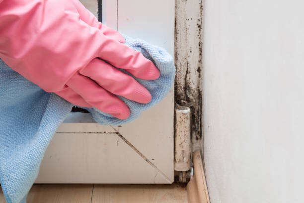 Best Mold Remediation  in Troy, OH